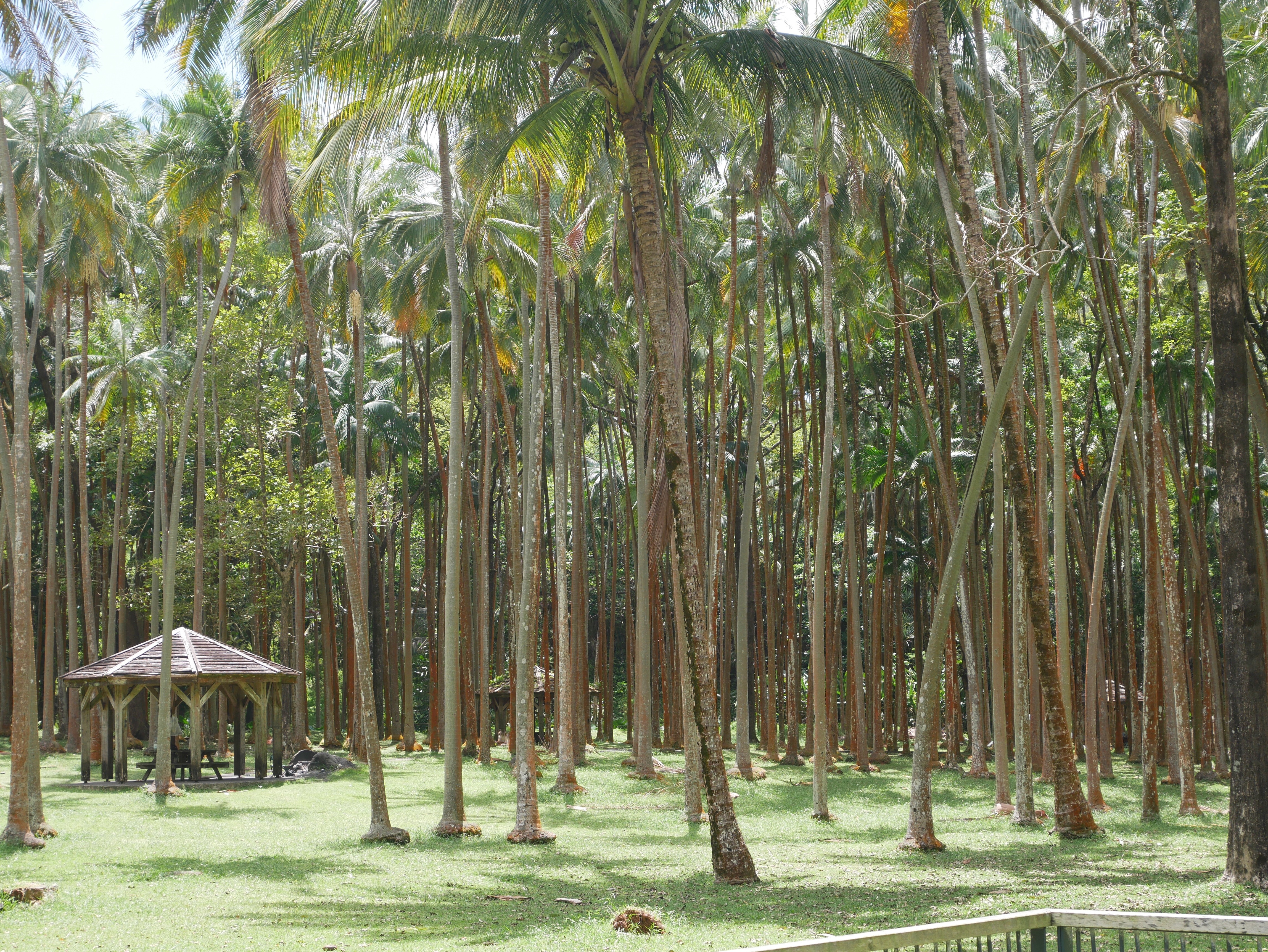 La forêt domaniale de Sainte Rose